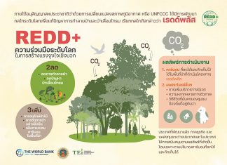REDD+ กลไกความร่วมมือในการสร้างแรงจูงใจรักษาป่าไม้